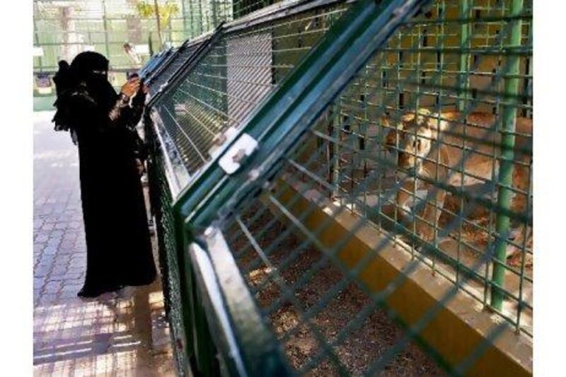 Readers hope that conditions improve at Dubai Zoo, where this lion is kept.Christopher Pike / The National