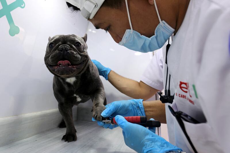 The delicate job of trimming a dog's claws gets under way in Riyadh, Saudi Arabia. Reuters
