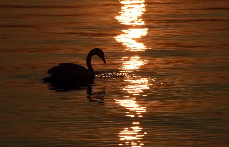 A swan swims on lake Starnberger See near Seeshaupt, southern Germany, as sun sets.  AFP