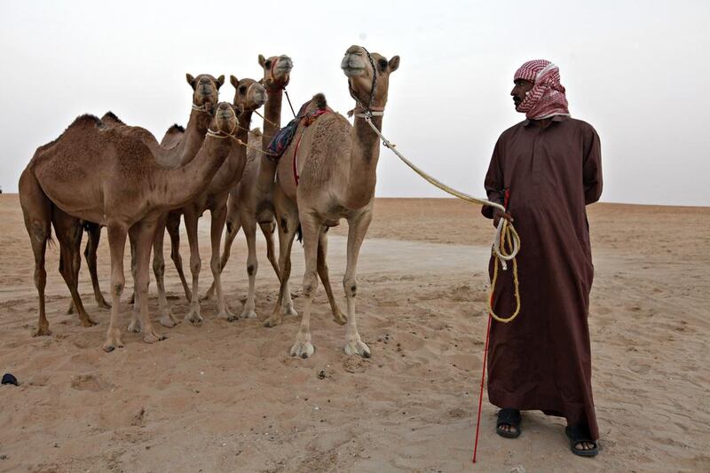 Important and notable places in Abu Dhabi’s history are also reflected in the new street names, including Al Dhafra, which is home to a Festival where thousands of camels compete each year for millions of dirhams in prize money. Jeff Topping / The National