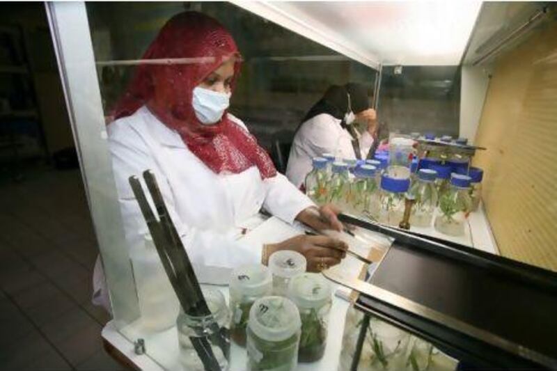 Dalia Hassan, a lab technician at the United Arab Emirates University in Al Ain, is the kind of graduate Abu Dhabi hopes to produce in the future. Randi Sokoloff / The National