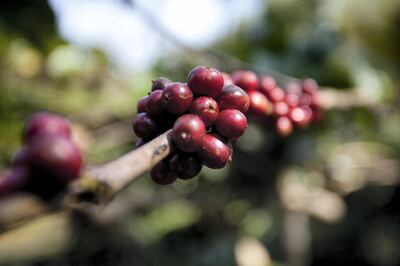 Coffee berries are seen at a plantation in Coorg, India,   on Saturday January 30, 2010. Photographer: Prashanth Vishwanathan/Bloomberg News