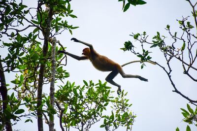 A proboscis monkey jumping from one tree to another in the Brunei forest. Getty Images