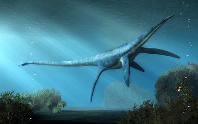 An illustration of an elasmosaurus shows the round body, long neck and four flipper-like appendages typical of plesiosaurs. Getty