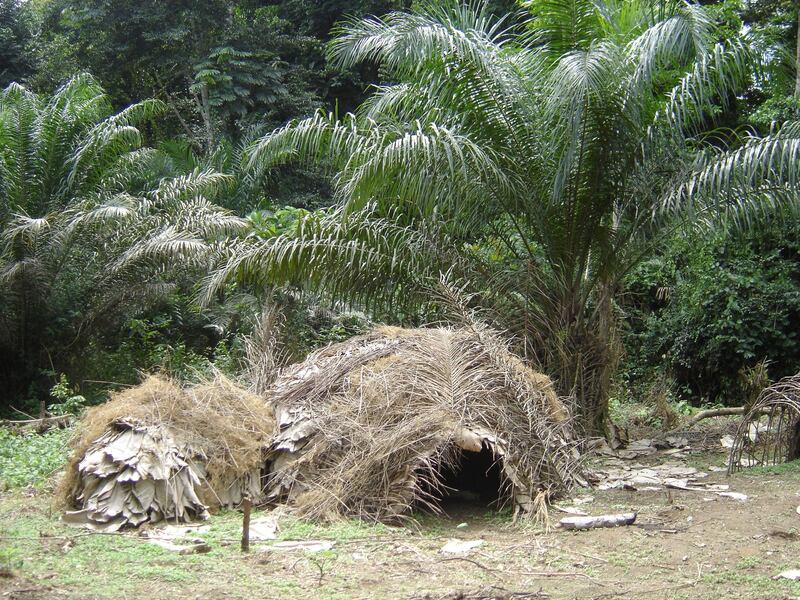 Dja Faunal Reserve (Cameroon)