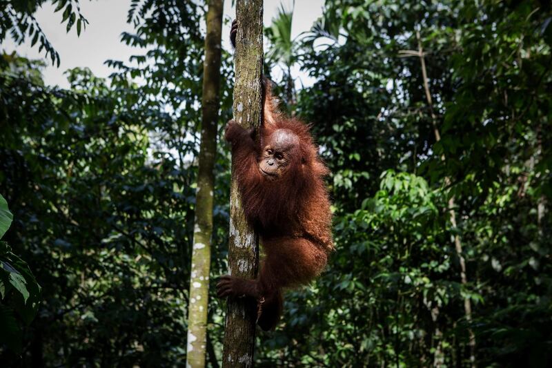 NORTH SUMATRA, INDONESIA - NOVEMBER 11:  A Sumatran orangutan (Pongo abelii) plays around in a tree as they train at Sumatran Orangutan Conservation Programme's rehabilitation center on November 11, 2016 in Kuta Mbelin, North Sumatra, Indonesia. The Orangutans in Indonesia have been known to be on the verge of extinction as a result of deforestation and poaching. Found mostly in South-East Asia, where they live on the islands of Sumatra and Borneo, the endangered species continue to lose their habitat as a result of corporate expansion in a developing economy. Indonesia approved palm oil concessions on nearly 15 million acres of peatlands over the past years and thousands of square miles have been cleared for plantations, including the lowland areas that are the prime habitat for orangutans.  (Photo by Ulet Ifansasti/Getty Images)