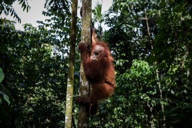 The orangutan population is dwindling because of the need to grow more oil-bearing palms. Getty Images