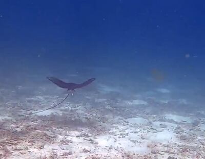 The waters off Fujairah are teeming with marine life. Courtesy Zeek Zorkany