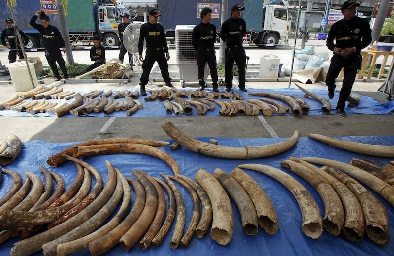 Poachers have killed tens of thousands of African elephants for their tusks in recent years to meet demand for ivory in Asia. Chaiwat Subprasom/Reuters