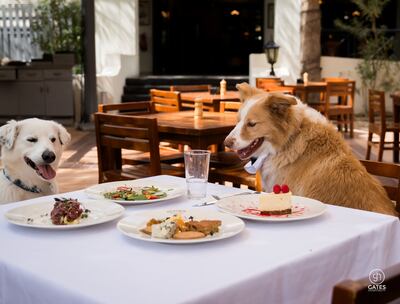 Reform Social & Grill says it is launching the first fine-dining concept for dogs. Photo: Reform Social & Grill