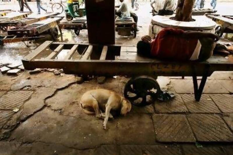 One of India's numerous stray dogs sleeps beside a cart at a closed outdoor market in Delhi. Gurinder Osan / AP Photo