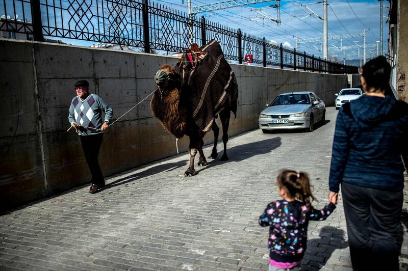 A camel owner parades his animal. AFP