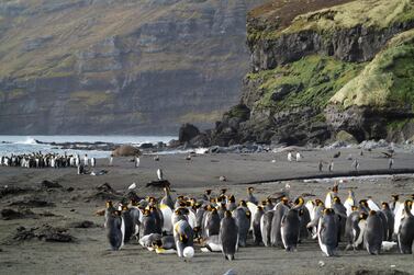 (FILES) This file photo taken on August 31, 2012 shows penguins (Manchots royaux) on the Possession island (Crozet archipelago), part of the French Southern and Antarctic Lands. The world's highest concentration of seabirds, the greatest diversity of birds and marine mammals, prodigious volcanic landscapes, rich waters: the "French Southern and Antarctic Lands" ("Terres Autrales et Antarctiques Francaises" in French) are about to be classified at the Unesco World Heritage. / AFP / Sophie LAUTIER