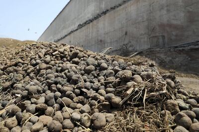 RAK ,  UNITED ARAB EMIRATES , JUNE 20 – 2019 :-  View of the camel poop stored at the Gulf Cement Company in Ras Al Khaimah. Gulf cement factory uses camel poop as a biofuel to generate energy for the production of cement at there plant in RAK. ( Pawan Singh / The National ) For Big Picture/Online/Instagram/News. Story by Anna