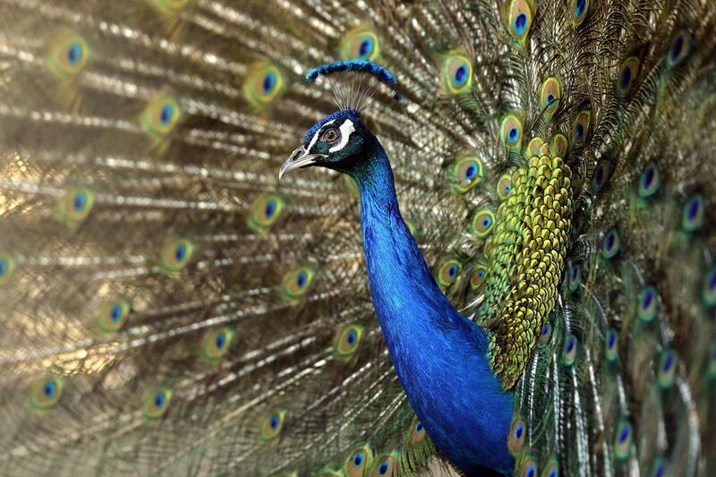 A peacock at Tbilisi Zoo in Georgia. Zurab Kurtsikidze / EPA