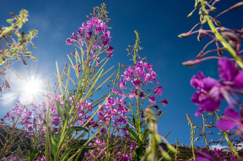 Wildflowers on the Tour du Mont Blanc. Courtesy Stuart Butler