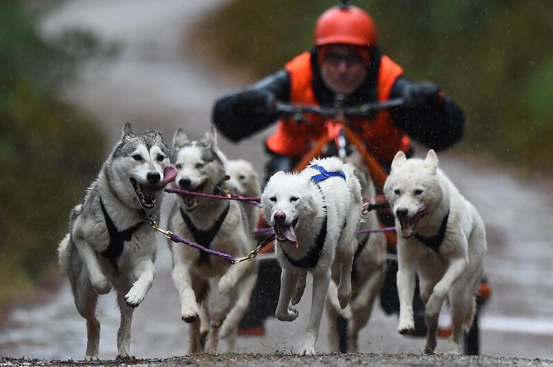 A musher competes with their team of dogs in a race in The Siberian Husky Club of Great Britain 36th Aviemore Sled Dog Rally 2019 in Aviemore, Scotland. The annual two-day race event attracts mushers and their teams from across the UK to race on forest trails around Loch Morlich, in the shadow of the Cairngorm mountains. AFP