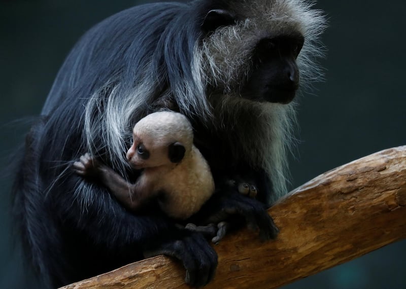 A black-and-white colobus monkey holds its 11-day-old infant at its enclosure in Schoenbrunn Zoo in Vienna, Austria. Reuters