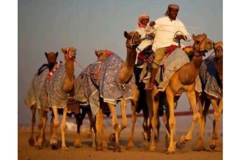 A reader reflects on statistics that reveal fun facts, such as the increase in camel numbers in Abu Dhabi, but also indicate the challenges ahead in literacy, life expectancy and road safety.Christopher Pike / The National