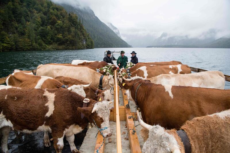 Farmers stand with their cows on a barge on Lake Koenigssee  during the annual cattle drive from the Saletalm alpine pasture to their wintering barns in Schoenau, southern Germany.  AFP