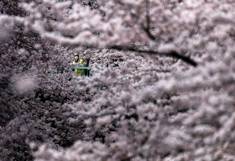 Authorities imposed restrictions in parks where cherry blossoms bloom owing to the Covid-19 pandemic. Reuters