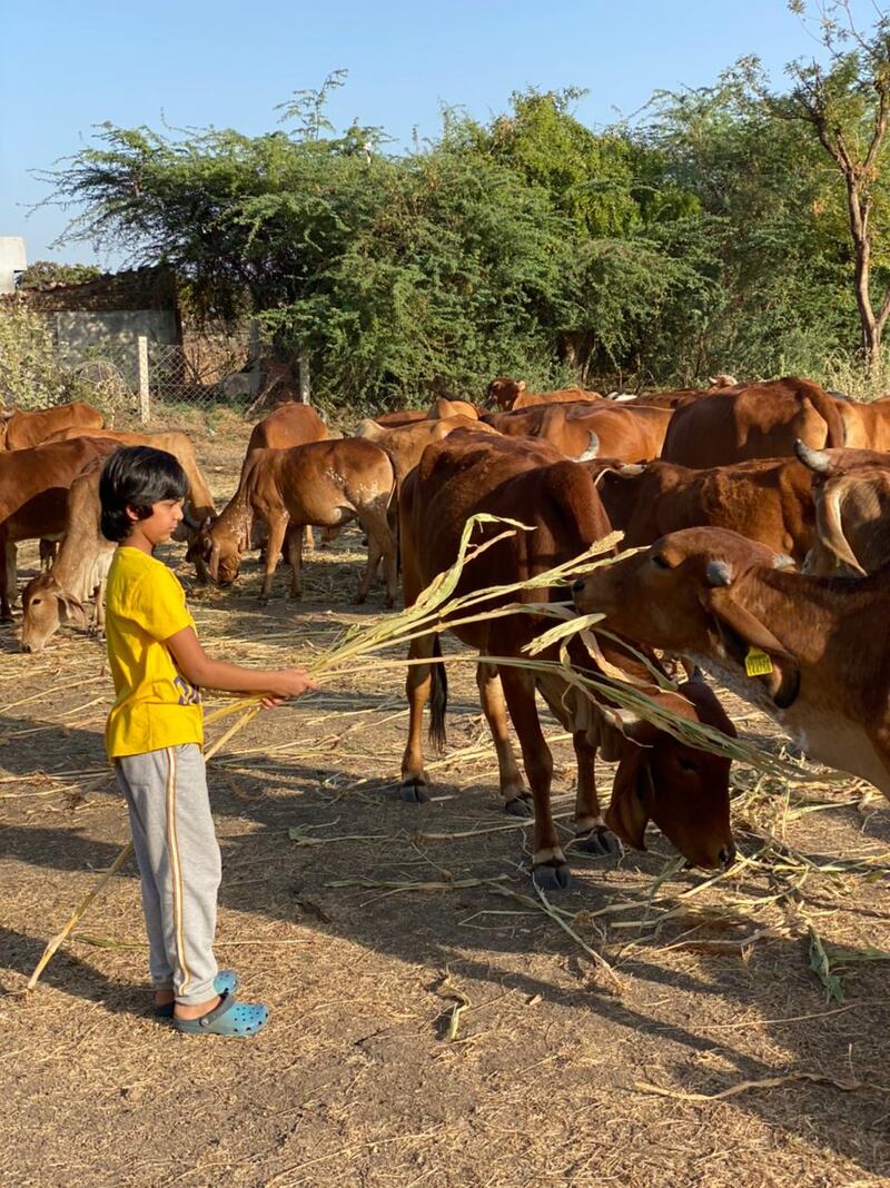 Reyansh feeds cows (an auspicious practice in Hinduism) in Dharuka village, Gujarat, India, where his family is from. 