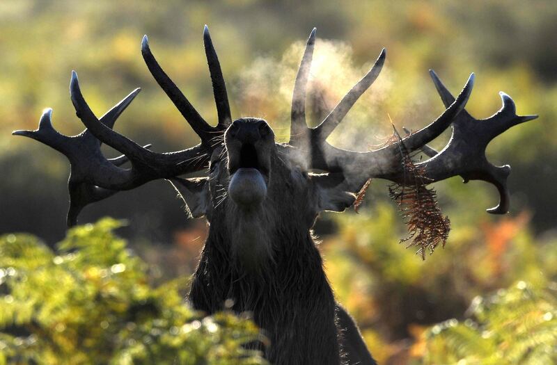 A stag walks early in the morning during the rutting season in Richmond Park in London. Toby Melville / Reuters