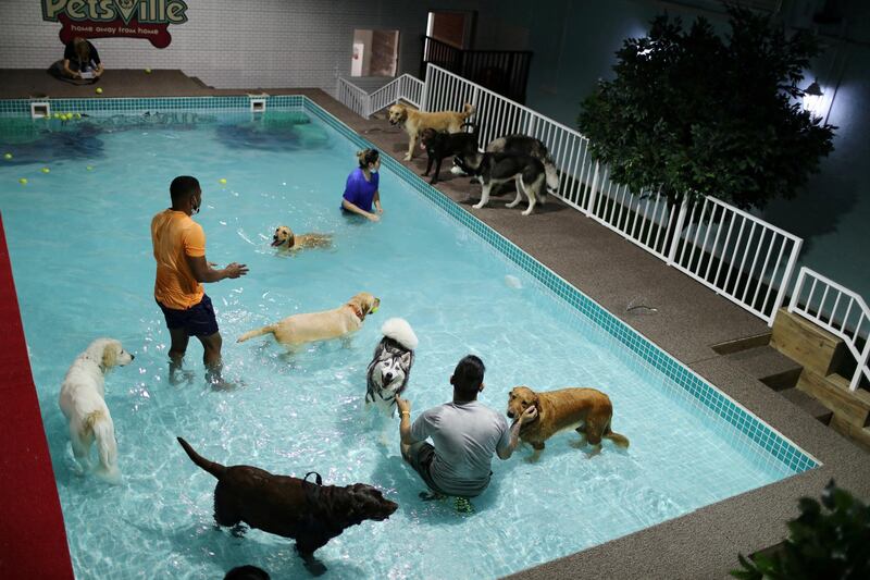 Dog-sitters play with dogs at "Aqua Pawk", the first, newly-opened water park for dogs in Dubai. REUTERS