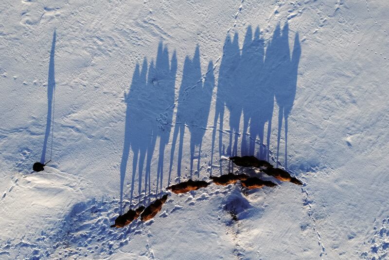 In an aerial picture taken by a drone, the shadows of a herdsman and his camels stretch over snow-covered ground in the village of Yaman in Omsk Region, Russia. Reuters