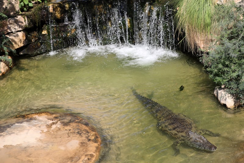The semi-aquatic reptiles at the park are Nile crocodiles, which are native to freshwater habitats in Africa 