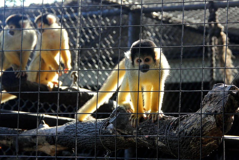 Monkeys at the Municipal Zoo of Santa Cruz, Bolivia.  EPA