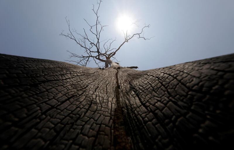 A partially burned tree is pictured at a burned tract of Amazon jungle after it was cleared by loggers and farmers near Porto Velho. Reuters