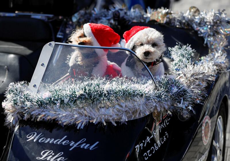 Pet dogs dressed in Santa Claus costumes are seen on a sidecar of a Harley Davidson motorbike before the Xmas Toy Run parade to mark the festive holidays and rally against child abuse, organised by the Harley Santa Club in Tokyo, Japan. Reuters
