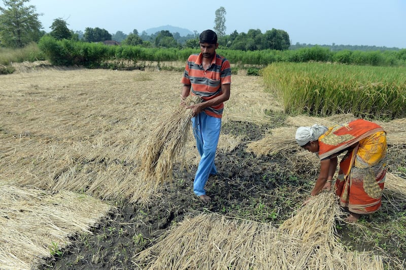 TO GO WITH 'CLIMATE-WARMING-UN-COP21-INDIA', FOCUS BY TRUDY HARRIS
In this photograph taken on October 28, 2015, Indian farmer Bhau Narayan Nipurte (L) works alongside his wife as they harvest paddy in a field on their farmland in the village of Ambhai in the Palghar District of Maharashtra, some 115kms north of Mumbai.  Its Himalayan glaciers are melting fast, its agricultural heartland is drying up and its capital is choking on the world's filthiest air. Yet India's government is one of the few major economies refusing to pledge to cut greenhouse gas emissions, ahead of this month's major climate conference in Paris. Global warming is already changing the face of rapidly developing India, a nation forecast to become the world's most populous, overtaking China, in less than a decade. AFP PHOTO / Indranil MUKHERJEE (Photo by INDRANIL MUKHERJEE / AFP)