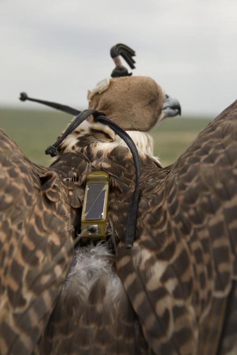 A female saker falcon with a solar powered satellite transmitter.