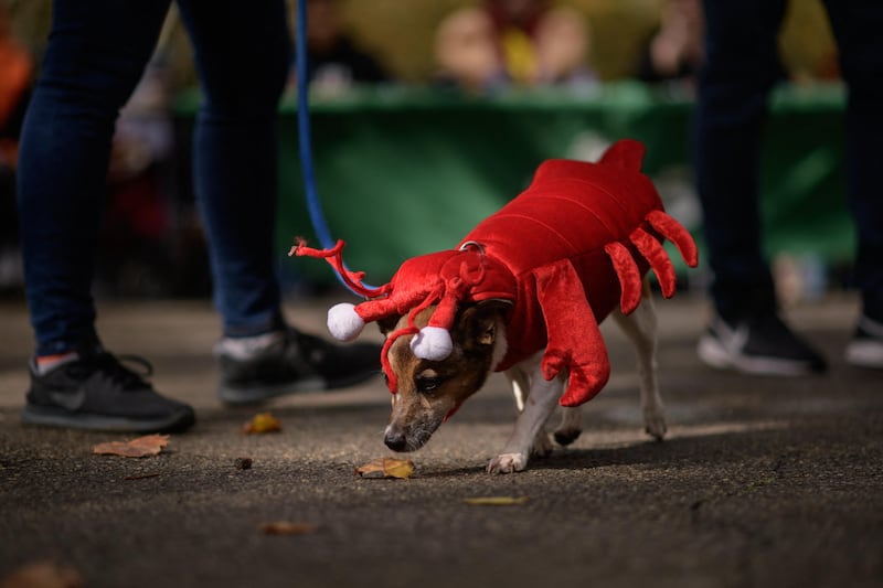 Competitors take part in the 23rd Annual Great PUPkin Dog Costume Contest in Fort Greene Park in Brooklyn, New York. AFP