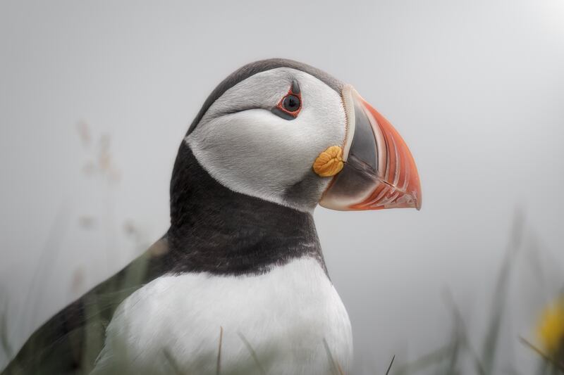 Puffin in Iceland earned Alessio Calviani victory in the birds category