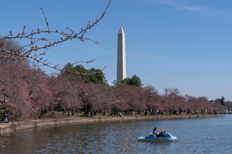 A view of the Washington Monument as the cherry blossom trees head towards this year's peak bloom. AP