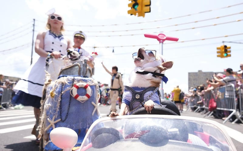 A dog in costume joins the 37th annual Coney Island Mermaid parade in Brooklyn, New York, USA, 22 June 2019. The annual event is one of the country's biggest art parades and features many people in costumes. Photo: EPA