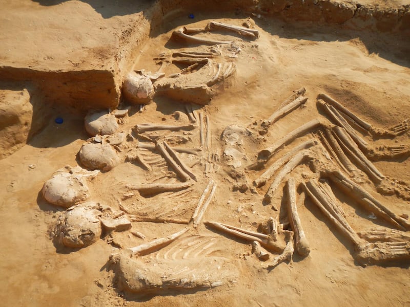 The five skeletons that were discovered during excavations between 2012 and 2013 Umm Al Quwain Al Shabika site. Courtesy Rania Kannouma, head of the archaeology department at UAQ Department of Tourism and Archaeology.