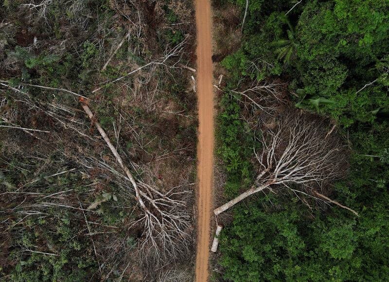 In almost four decades, 19 per cent of Brazil's rainforest has been destroyed, due mainly to cattle ranching expansion supported by the opening of roads. Reuters