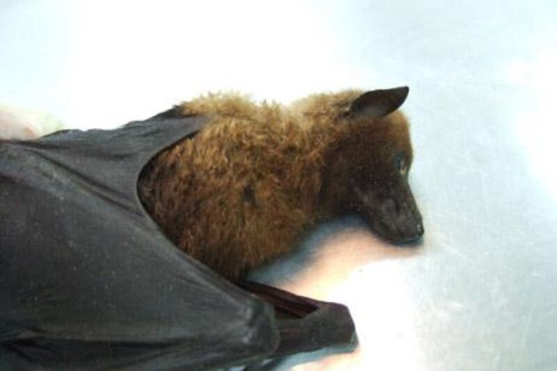 One of the three dead Indian Fruit Bats, which was discovered to have
been carrying the rabies virus. 

Courtesy CVRL