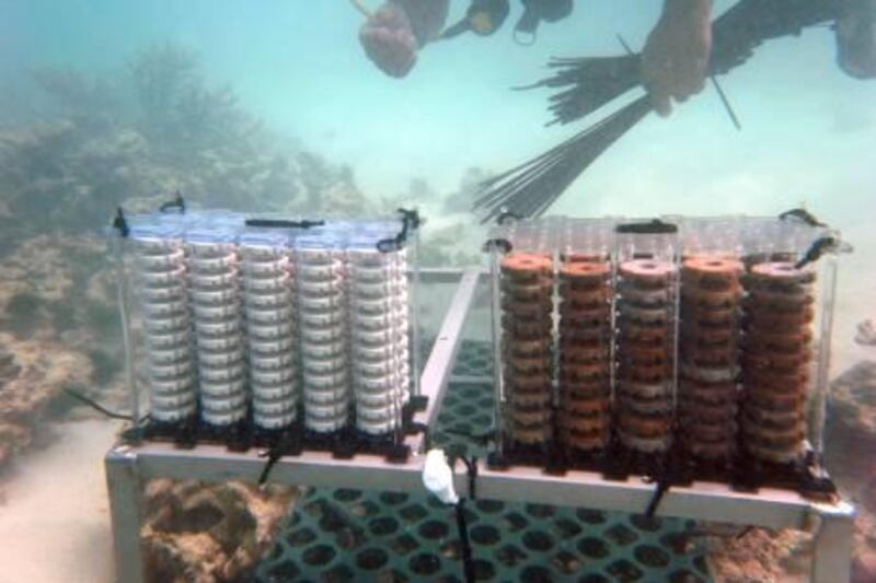 Environment authority cooperate with Tokyo University to overhaul  coral reef in Abu Dhabi (WAM) *** Local Caption ***  f2c3b875-59c7-47bb-b166-6f68b1acc0ce.jpg