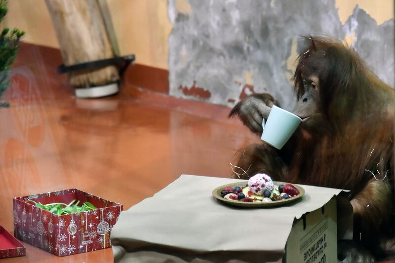 An orangutan drinks from a cup during a Christmas event at Budapest Zoo. EPA