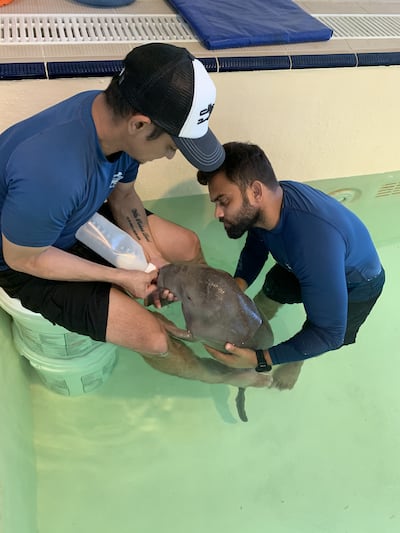 A decision on a permanent home for the young dugong is still under discussion. Photo: EAD