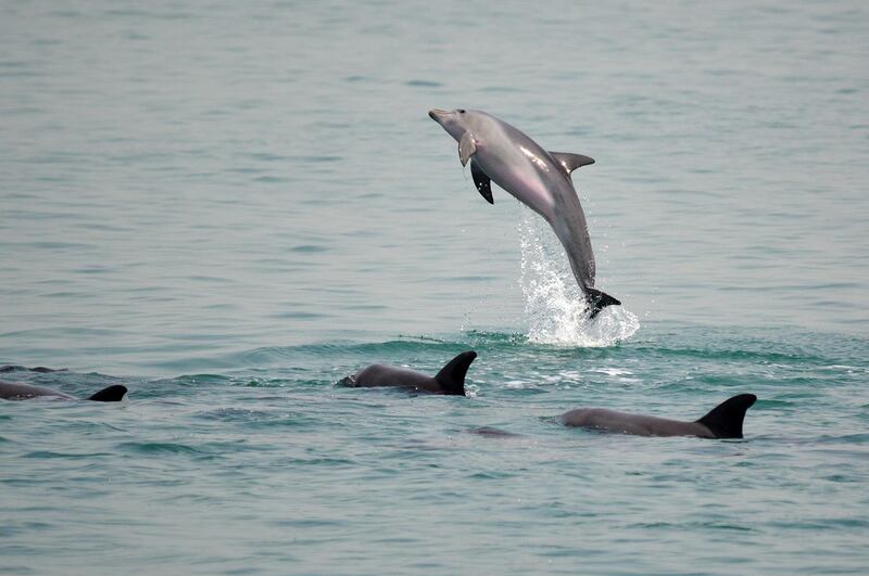 Indo-Pacific bottlenose Dolphins are seen swimming in the waters of Abu Dhabi. It's feared their numbers could be declining. Courtesy, The Bottlenose Dolphin Research Institute