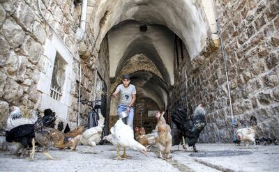 A Palestinian feeds hens in an alley of the old market of the divided West Bank city of Hebron, on July 7, 2017. - On July 7, 2017 UNESCO declared in a secret ballot the Old City of Hebron in the occupied West Bank a protected heritage site.
Hebron is home to more than 200,000 Palestinians, and a few hundred Israeli settlers who live in a heavily fortified enclave near the site known to Muslims as the Ibrahimi Mosque and to Jews as the Cave of the Patriarchs. (Photo by HAZEM BADER / AFP)