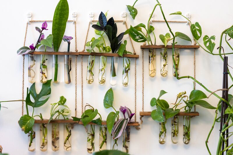 One wall serves as a propagation station, with cuttings of whale fin Sansevieria, Zamioculcas zamiifolia raven and Tradescantia nanouk