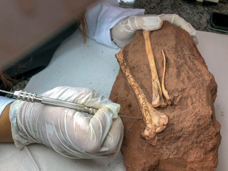 An expert works on the fossilised bones of a dinosaur in Maringa, Brazil, in January 2019. AFP