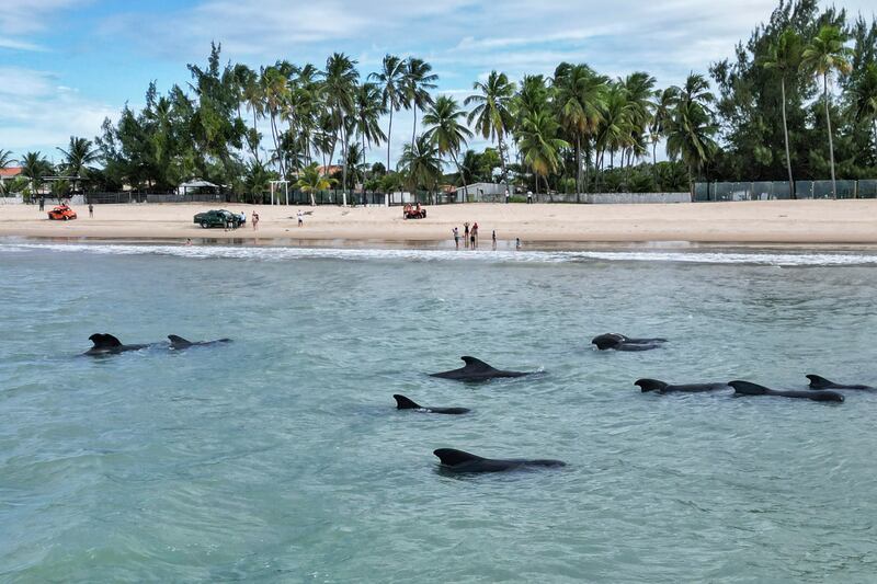 Twenty pilot whales find themselves stranded near a beach in the city of Rio do Fogo, in north-eastern Brazil, prompting an effort to return them to the sea in an episode considered atypical for the region. EPA